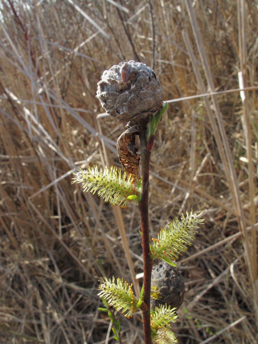 20100414163329 Willow with pine cone willow galls caused by a tiny midge (Rhabdophaga strobiloides) - Bald Mountain RA, Oakland Co, MI.JPG