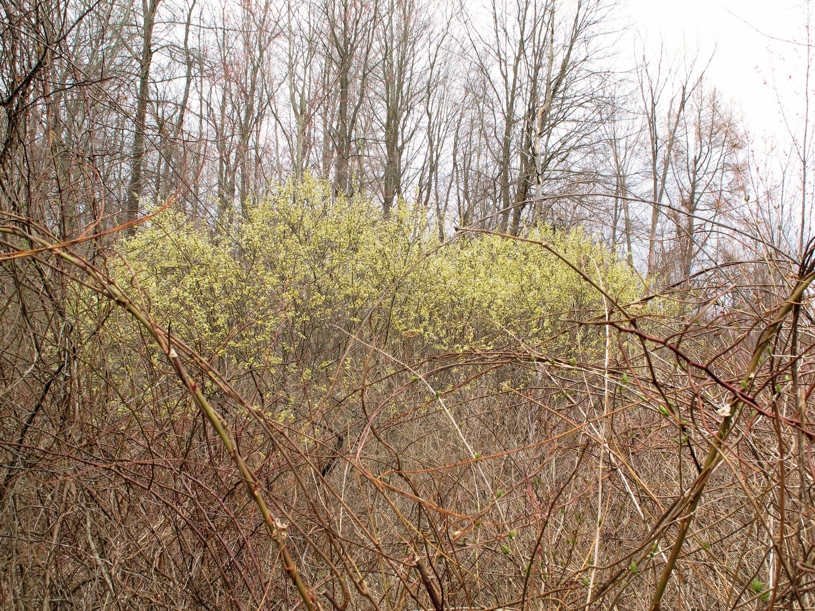 20110422130206005 Pussy Willow (Salix discolor) - Oakland Co, MI.JPG