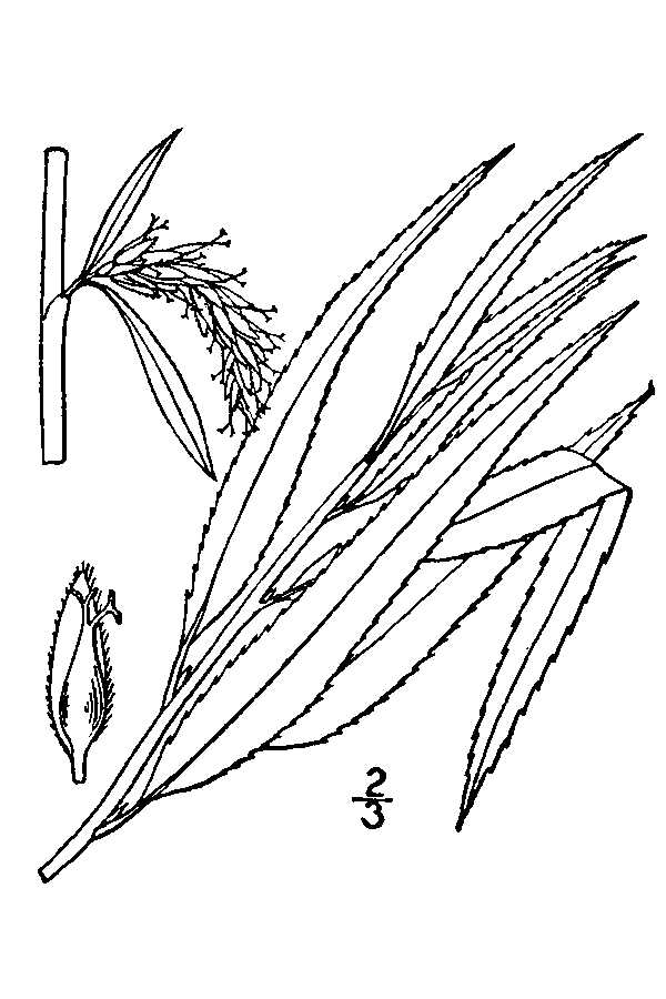 200504 Weeping Willow (Salix xpendulina) - USDA Illustration.jpg