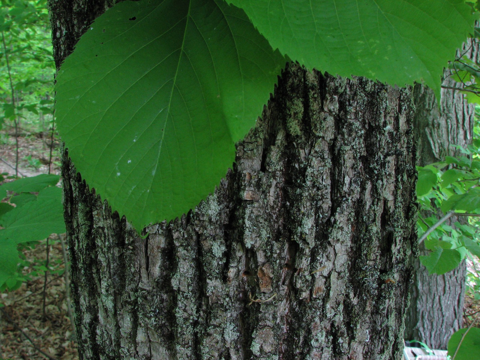 20070602100206 Basswood (Tilia americana) tree - Manitoulin Island 