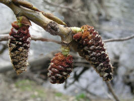 Cottonwood/200504105033 Eastern Cottonwood (Populus deltoides) - Oakland Co.JPG