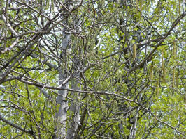 Quaking Aspen/200604221236 Quaking Aspen (Populus tremuloides) with catkins - Isabella Co.JPG