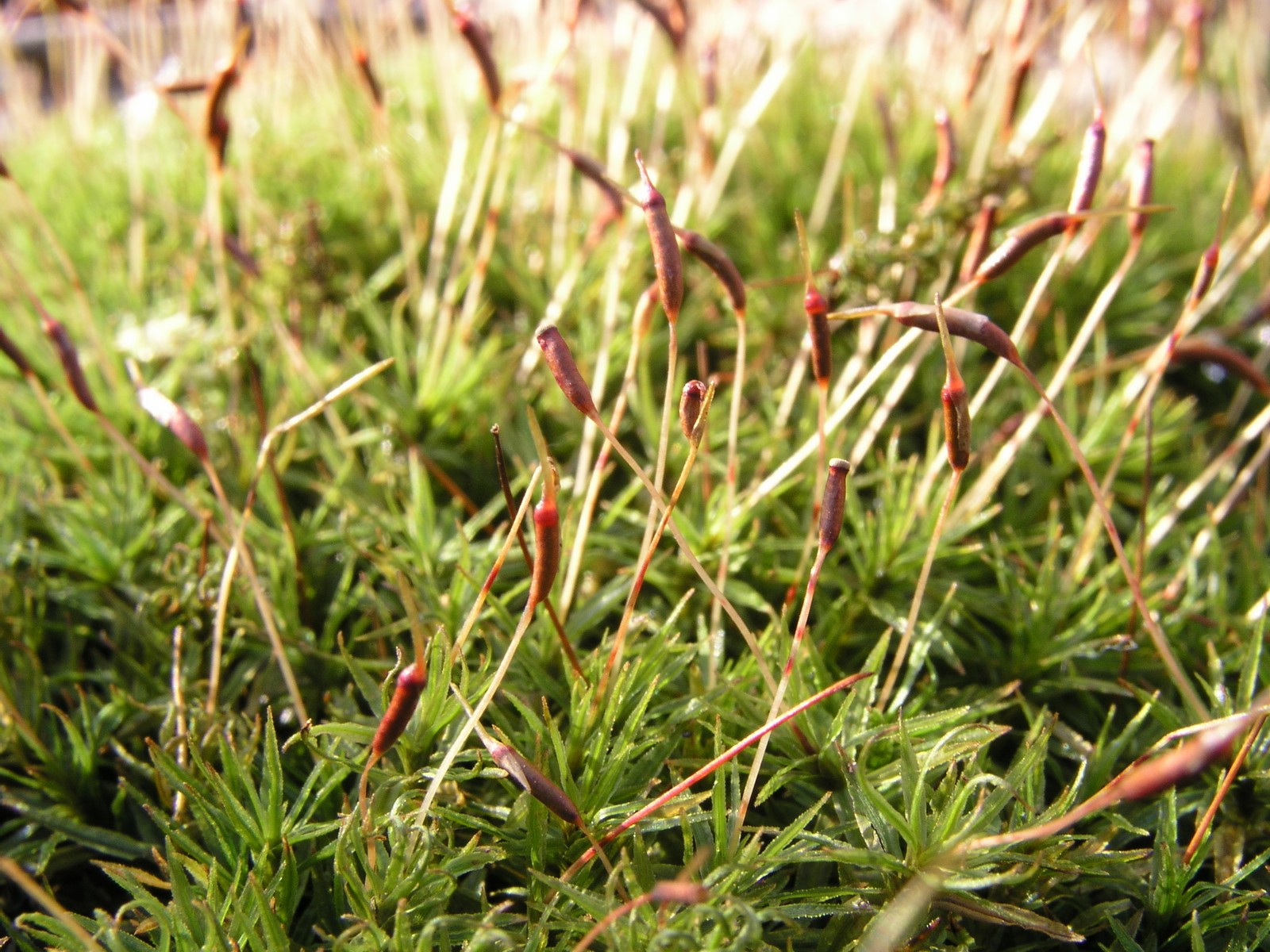 200601160178 Wavy-Leaved Moss (Dicranum polysetum) - Oakland Co.JPG