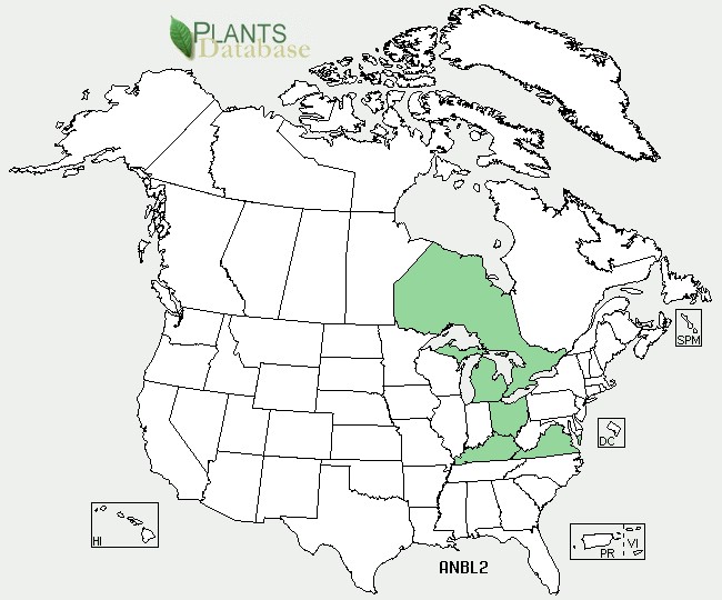 200905 Greek Thimbleweed (Anemone blanda) - USDA NA Distribution Map.jpg