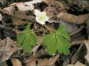 200604291614 Wood Anemone or Nightcaps (Anemone quinquefolia L.) - Isabella Co.JPG