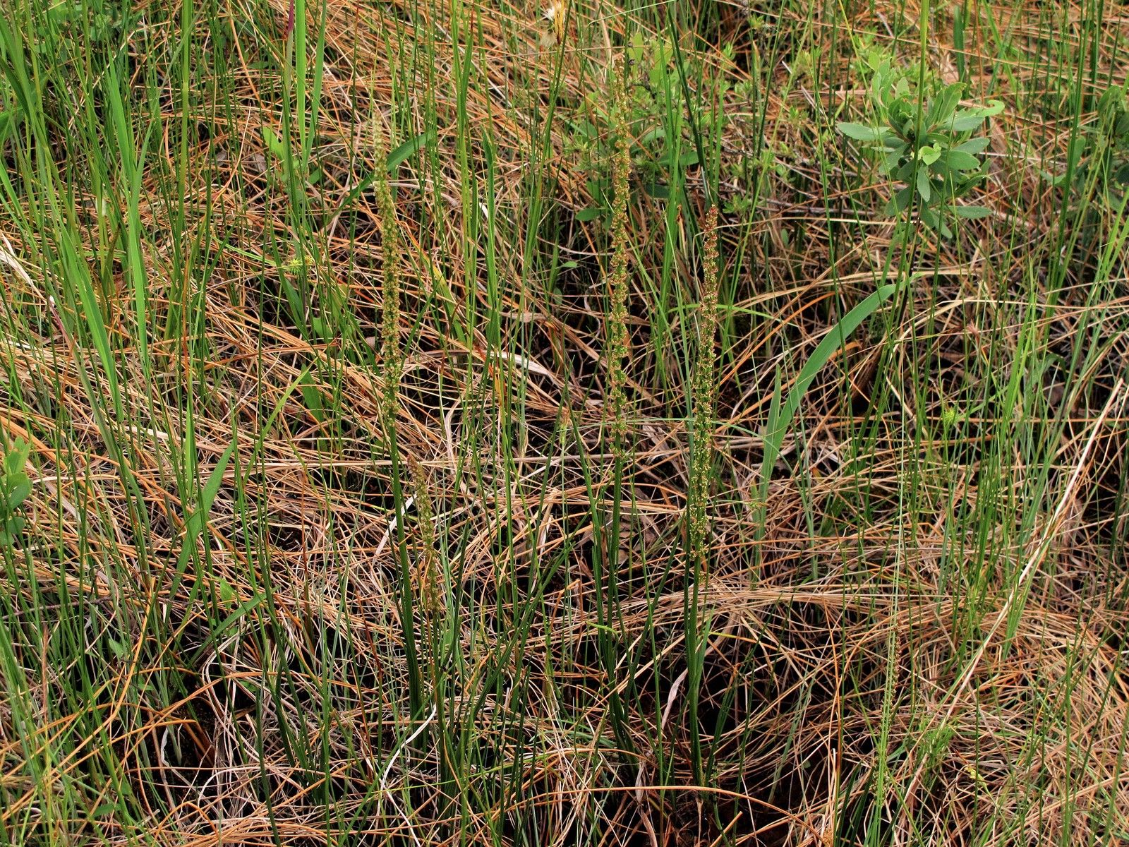 201006041147231 Common Arrow-Grass (Triglochin maritima) - Misery Bay NP, Manitoulin Island.JPG