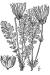 200406 Prairie Smoke (Geum triflorum Pursh var. ciliatum (Pursh) Fassett) - USDA Illustration.jpg