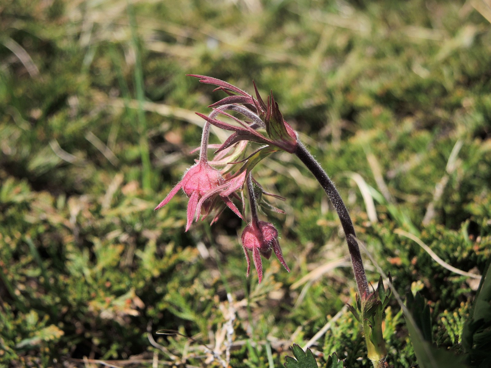 201405271136026 Prairie Smoke or Old Man's Whiskers (Geum triflorum) red flowers - Misery Bay NP, Manitoulin Island.JPG
