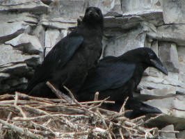 Raven/20070527143830 Raven (Corvus corax) nest with chicks - Lake Kagawong.JPG