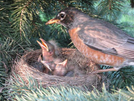 Robin/20080506191832 American Robin (Turdus migratorius) nest - Oakland Co.JPG
