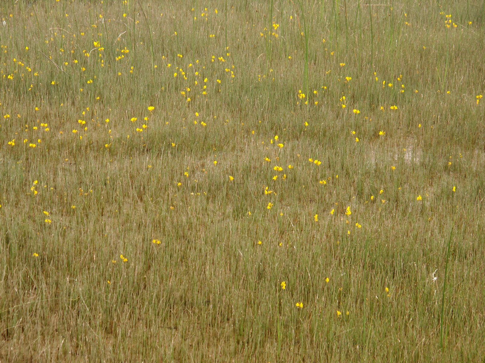201107281324244 Common Bladderwort (Utricularia vulgaris) - Misery Bay NP, Manitoulin Island, ON.JPG