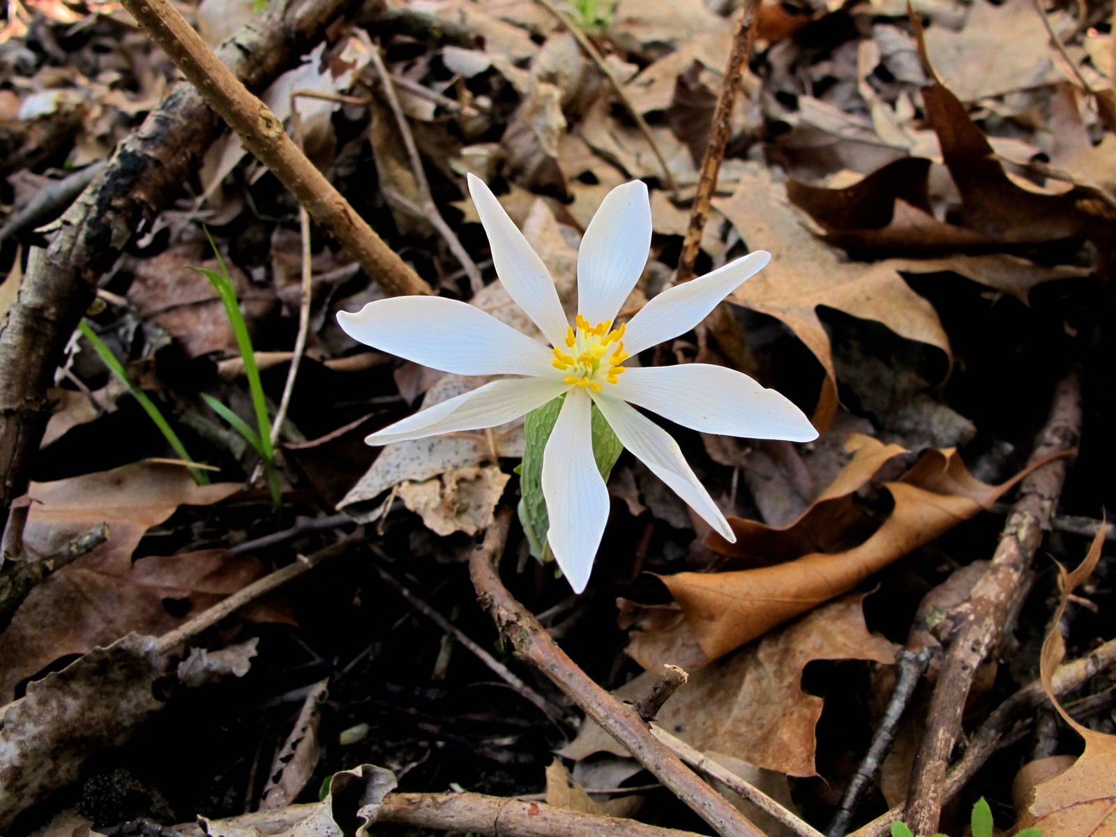 201204061353003 Bloodroot (Sanguinaria canadensis) white flowers - Bald Mountain RA, Oakland Co, MI.JPG