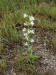 200307260031 Blueweed or Viper's Bugloss (Echium vulgare) - Manitoulin Island.jpg