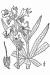200806 Viper's Bugloss (Echium vulgare) - USDA Illustration.jpg