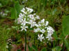 200305240231 Buckbean (Menyanthes trifoliata) - Mt Pleasant.jpg