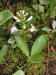 200305240234 Buckbean (Menyanthes trifoliata) - Mt Pleasant.jpg