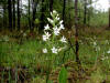 200305240236 Buckbean (Menyanthes trifoliata) - Mt Pleasant.jpg