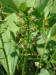 200306220644 Buckbean (Menyanthes trifoliata) - Mt Pleasant.jpg
