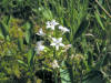 200405160746 Buckbean (Menyanthes trifoliata) - Isabella Co.jpg