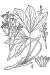 200406 Buckbean (Menyanthes trifoliata L.) - USDA Illustration.jpg