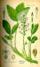 200406 Buckbean (Menyanthes trifoliata L.) - from Flora von Deutschland Österreich und der Schweiz.jpg
