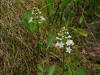 20080511123239 Buckbean (Menyanthes trifoliata) - Isabella Co.JPG