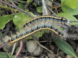 200106032230 Caterpillars - Bruce Peninsula.jpg