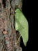 200209180236 Katydid on White Ash (Fraxinus americana) tree bark_small2.htm