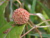 200209140107 Buttonbush (Cephalanthus occidentalis) - Mt Pleasant.JPG