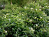200307190920 Buttonbush (Cephalanthus occidentalis) - Isabella Co.jpg