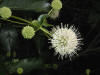 200307190928 Buttonbush (Cephalanthus occidentalis) - Isabella Co.jpg