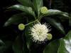 200307190929 Buttonbush (Cephalanthus occidentalis) - Isabella Co.jpg