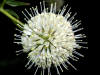 200307190930 Buttonbush (Cephalanthus occidentalis) - Isabella Co.jpg
