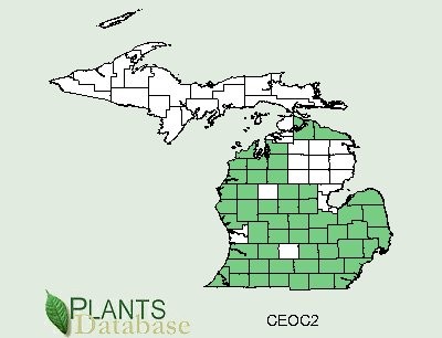 201104 Buttonbush (Cephalanthus occidentalis) - USDA MI Distribution Map.jpg