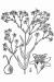 200808 Baby's Breath (Gypsophila paniculata) - USDA Illustration.HTM