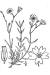200406 Field Chickweed (Cerastium arvense L.) - USDA Illustration.jpg