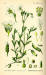 200406 Field Chickweed (Cerastium arvense L.) - from Flora von Deutschland Österreich und der Schweiz Illustration.jpg