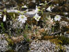 200505306048 Field Chickweed (Cerastium arvense L.) - Misery Bay, Manitoulin.jpg