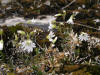 200505306049 Field Chickweed (Cerastium arvense L.) - Misery Bay, Manitoulin.jpg