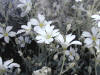 200007040448 Snow-In-Summer (Cerastium tomentosum) at south baymouth.jpg