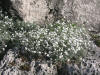 200406121172 Snow-In-Summer (Cerastium tomentosum) - Tobermory.JPG