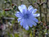200007240637 Chicory flower by Ice Lake.jpg (466123 bytes)