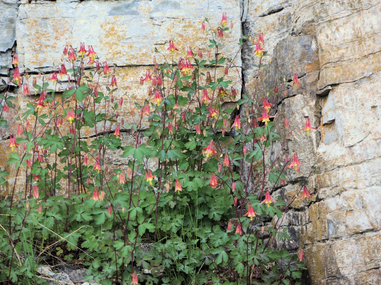 201405291523002 Red Columbine (Aquilegia canadensis) flowers - Manitoulin Island.JPG
