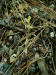 200105272069 Early Coral-Root (Corallorhiza trifida) - Manitoulin.htm
