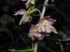 200007250715 Helleborine (orchid) - Bob's lot.jpg (32413 bytes)