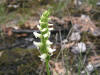 200508048665 Hooded Ladies-Tresses (Spiranthes romanzoffiana) - Misery Bay, Manitoulin.htm