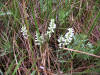 200508048750 Hooded Ladies-Tresses (Spiranthes romanzoffiana) - Misery Bay, Manitoulin.htm