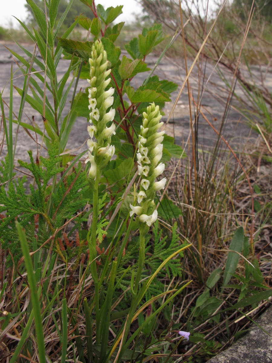 201107281423318 Hooded Ladies-Tresses (Spiranthes romanzoffiana) - Misery Bay NP, Manitoulin Island, ON.JPG