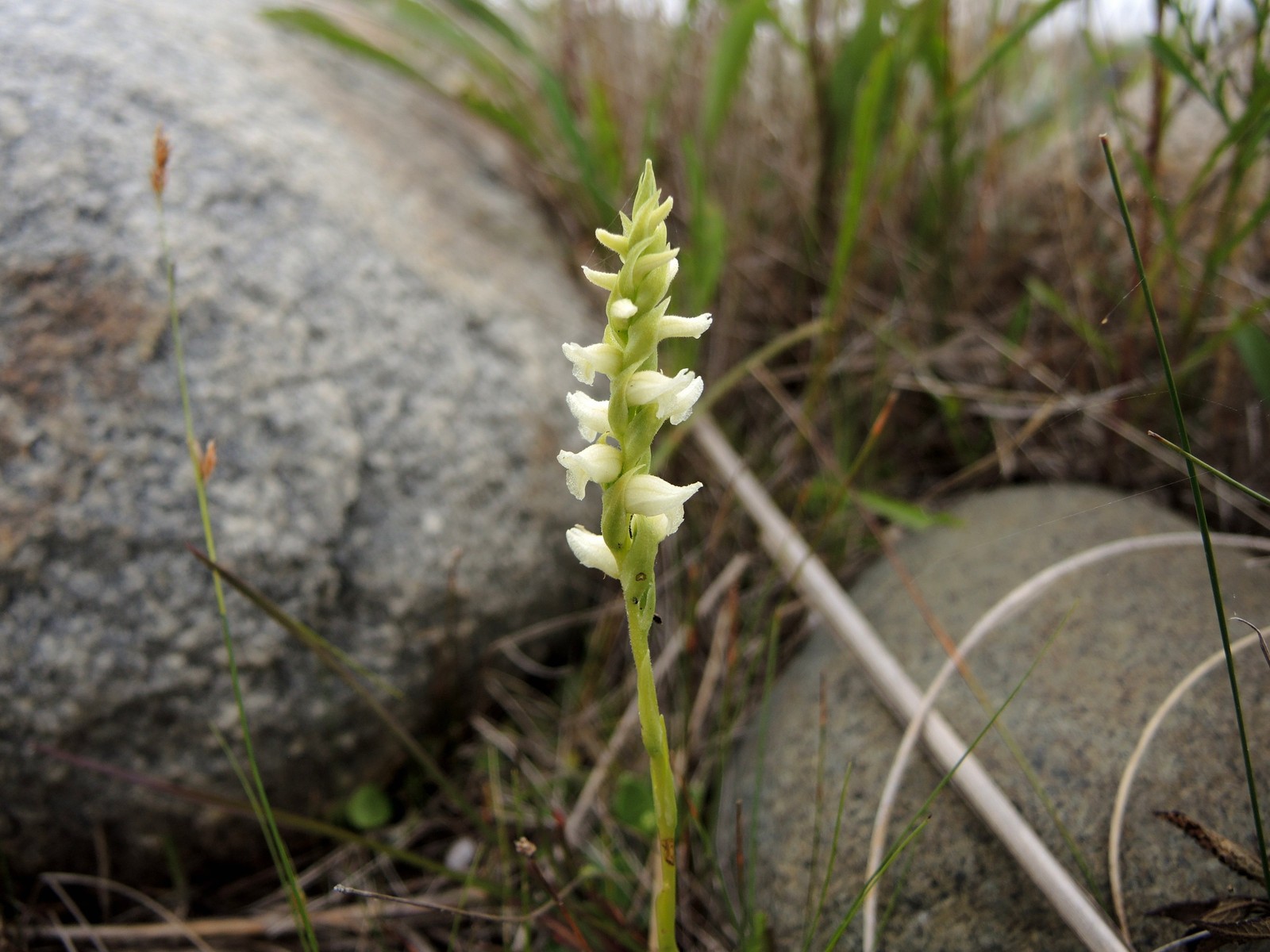201308061320130 Hooded Ladies-Tresses (Spiranthes romanzoffiana) - Misery Bay Provicial Park, Manitoulin island.JPG