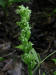 200207300193 Tall Northern Green Orchid (Platanthera hyperborea) - Manitoulin.JPG